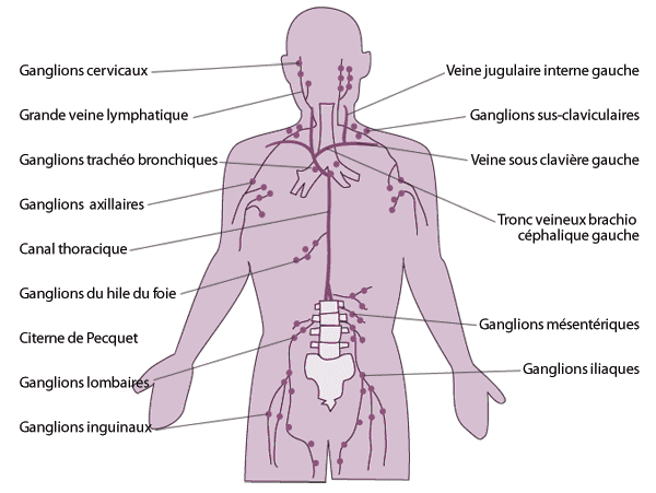 système lymphatique