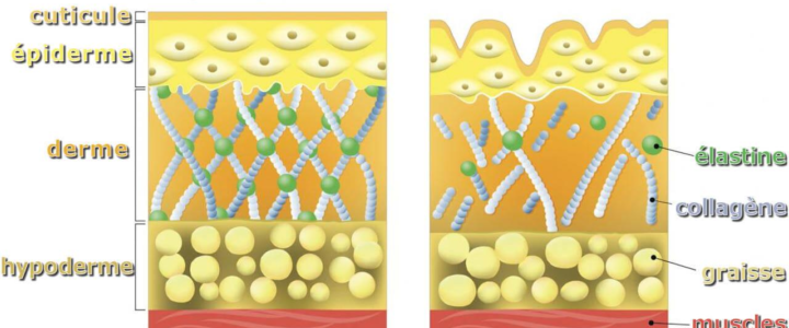 L’élastine : ce qu’elle est et où elle se trouve ?